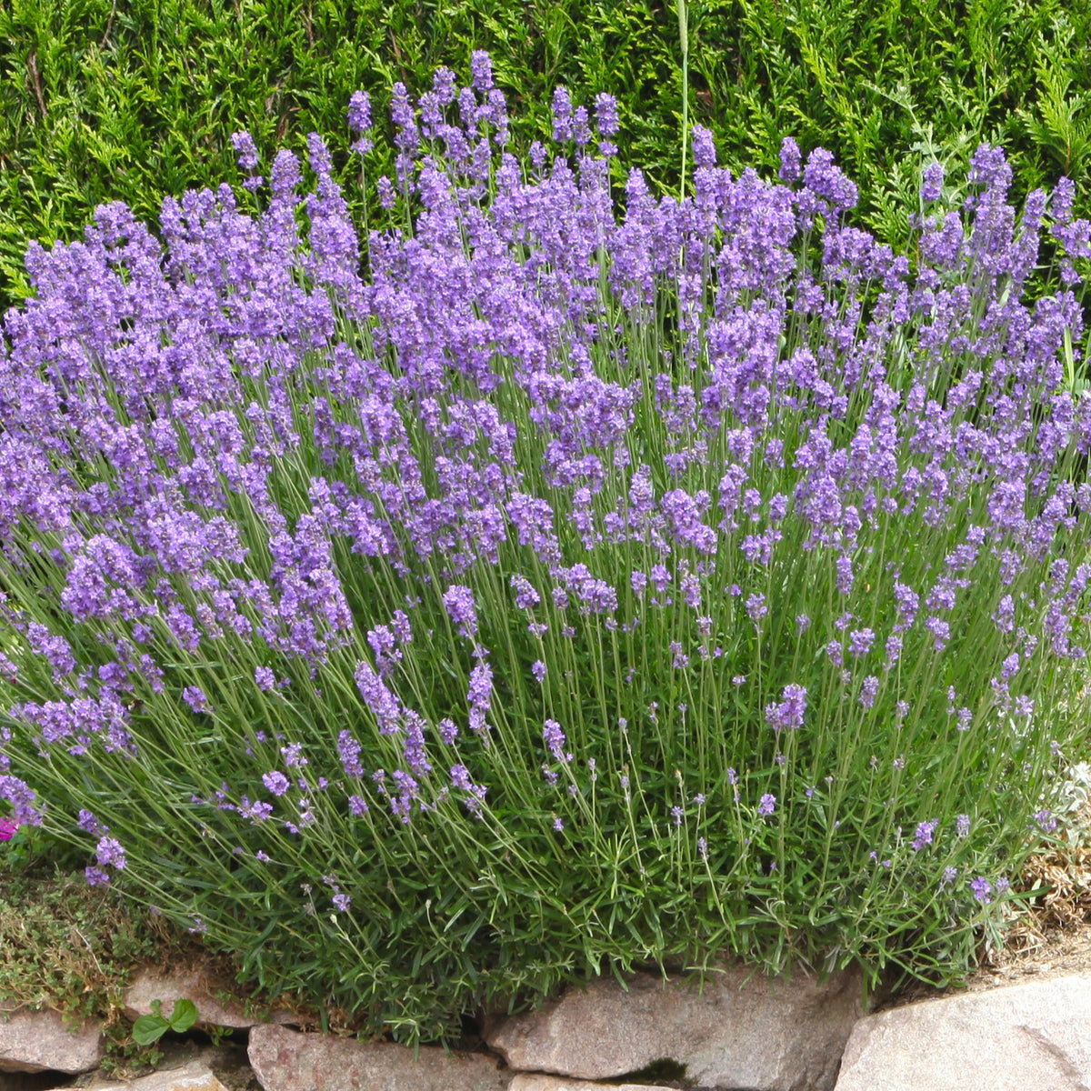 Lavande de Grasse - Lavandula angustifolia Grosso - Bakker