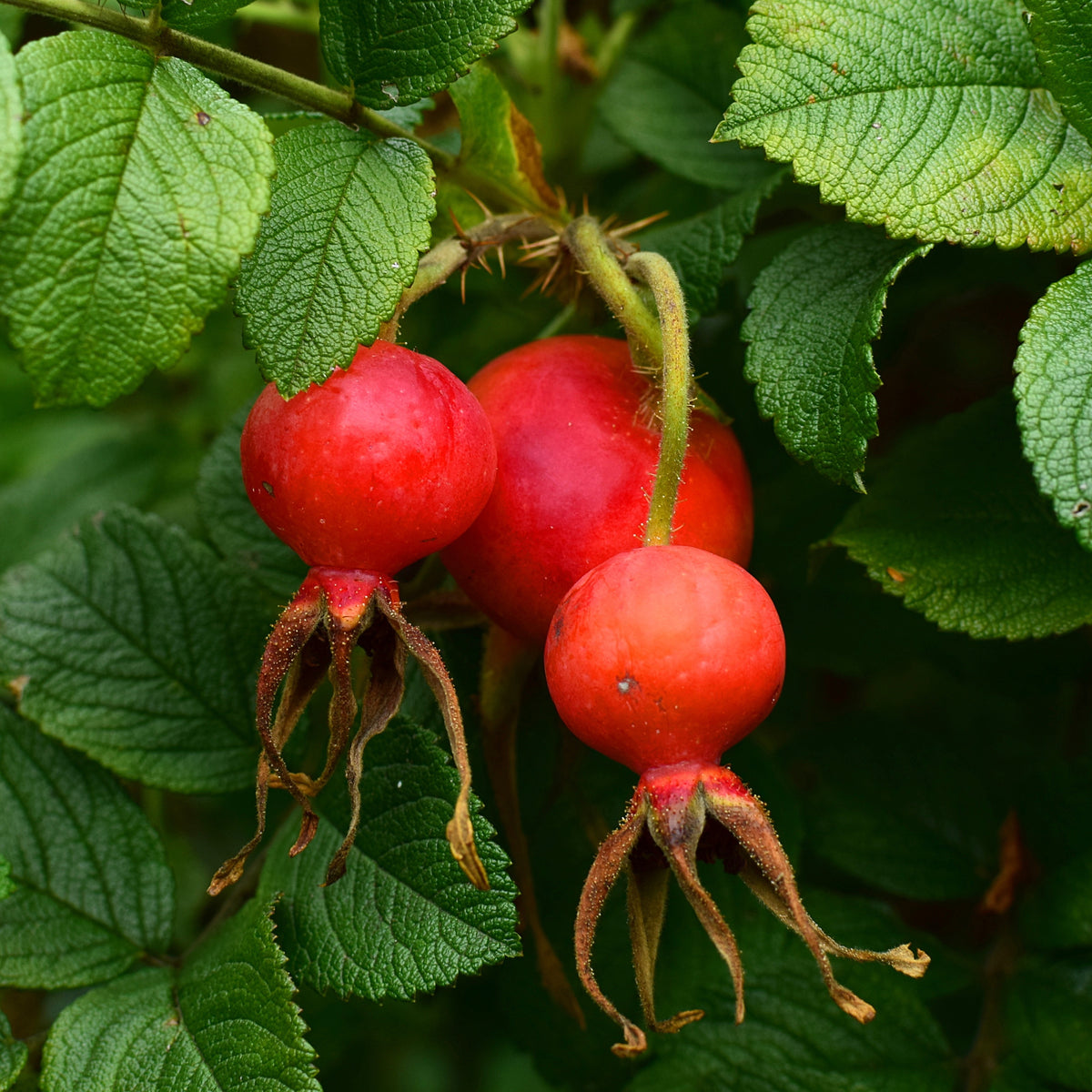 Rosier botanique Hansa - Rosa rugosa Hansa - Bakker