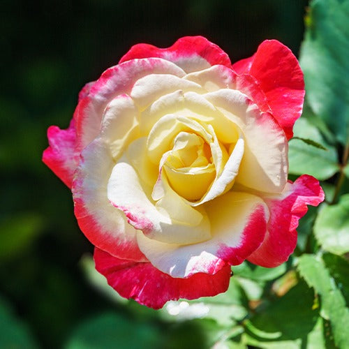 Vente Rosiers - racines nues - Collection de 7 Rosiers buissons