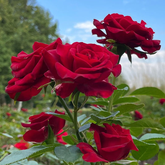 Rosier buisson Barkarole - Bakker