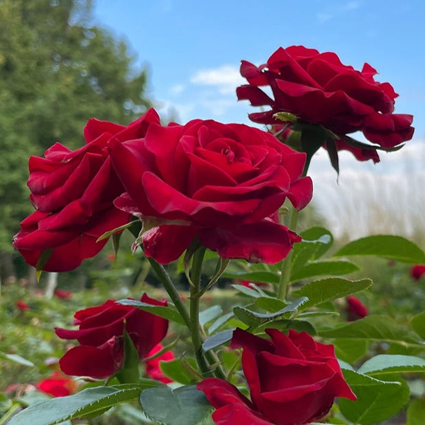 Rosa doris tysterman, nostalgie, barkarole - Collection de 3 Rosiers sans entretien - Rosiers - racines nues