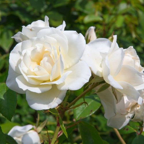 Rosier White Symphony - Rosa White Symphony - Bakker