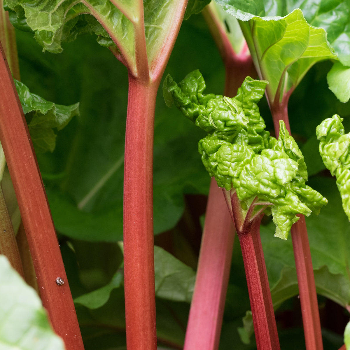 Rhubarbes - Rheum rhabarbarum - Bakker