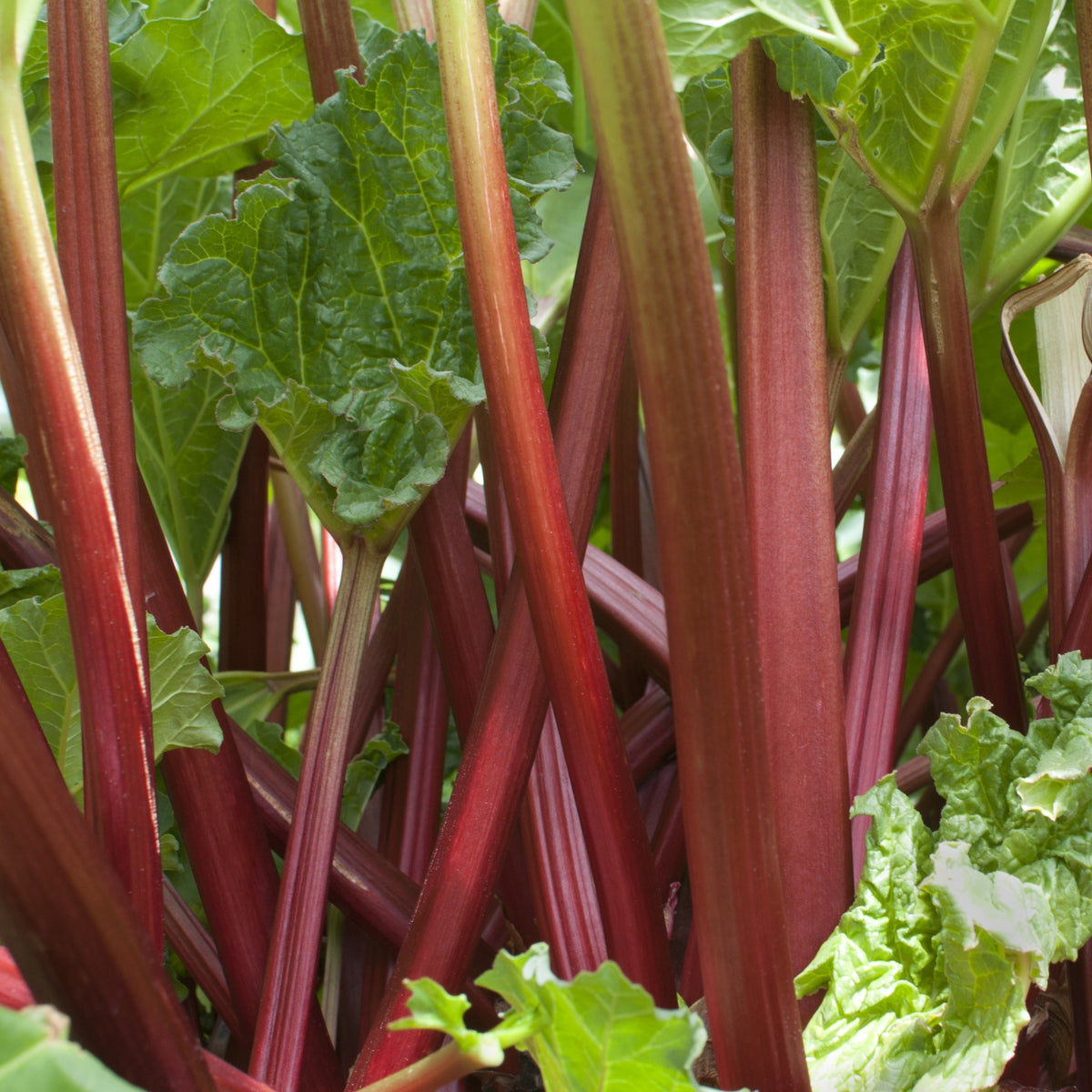 Bakker - Rhubarbes - Rheum rhabarbarum