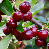 Bakker - Cerisier bigarreau Van - Prunus avium Van - Arbres fruitiers