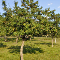 Bakker - Prunier Mirabelle de Nancy - Prunus domestica mirabelle de nancy
