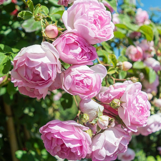 Bakker - Rosier grimpant Jasmina Korcentex - Rosa jasmina korcentex - Plantes d'extérieur