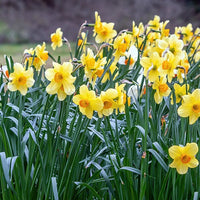 Collection de 30 Narcisses Fortune et Rijnveld Early Sensation - Narcissus 'Fortune', 'Rijnveld Early Sensation', 'Actaea' - Bakker