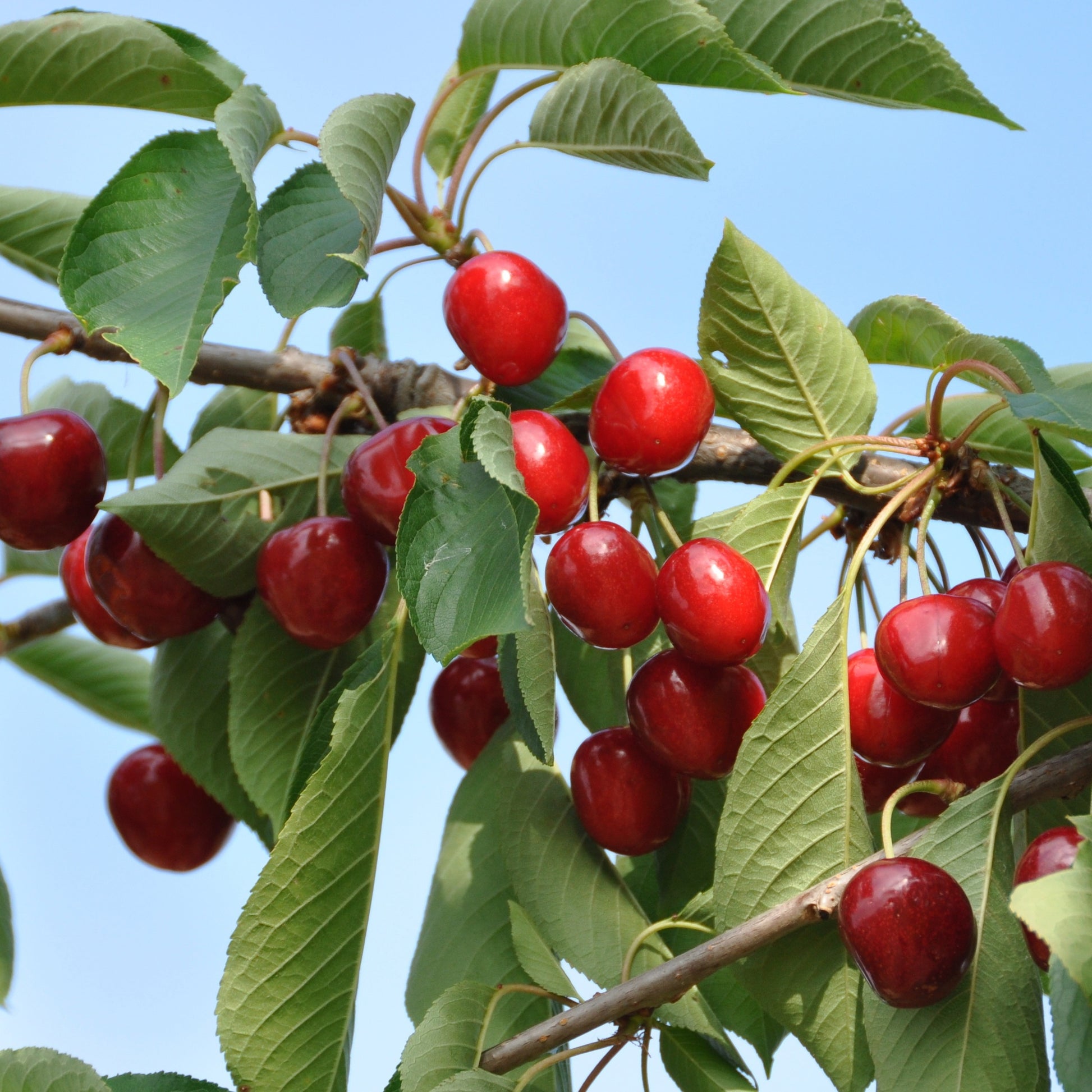 Bakker - Cerisier Bigarreau Summit - Prunus avium summit - Arbres fruitiers