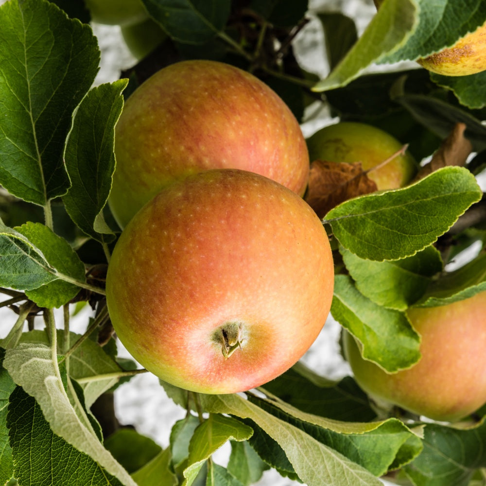 Pommier Cox Orange - Bakker