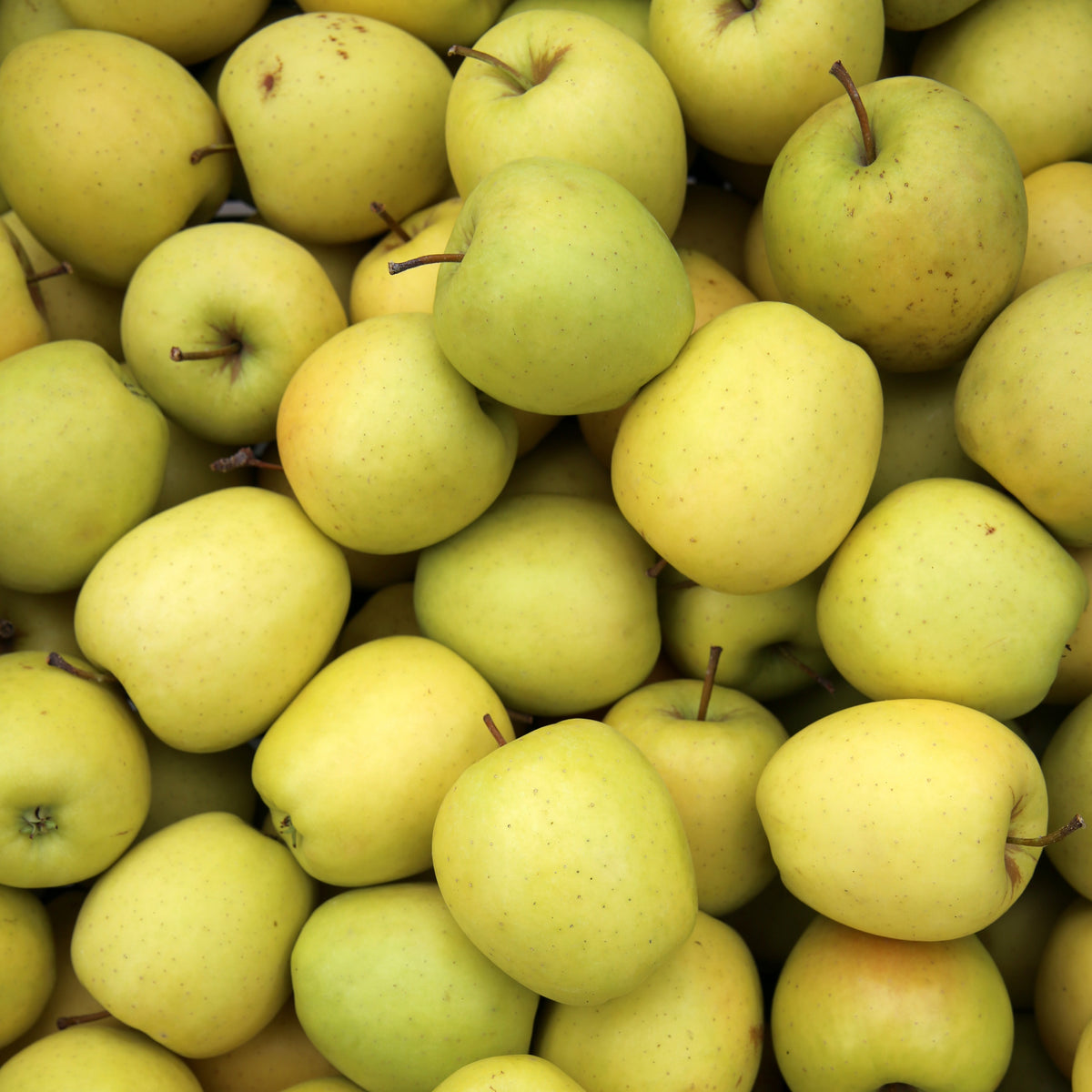 Pommier Golden Delicious - Malus domestica Golden Delicious - Bakker