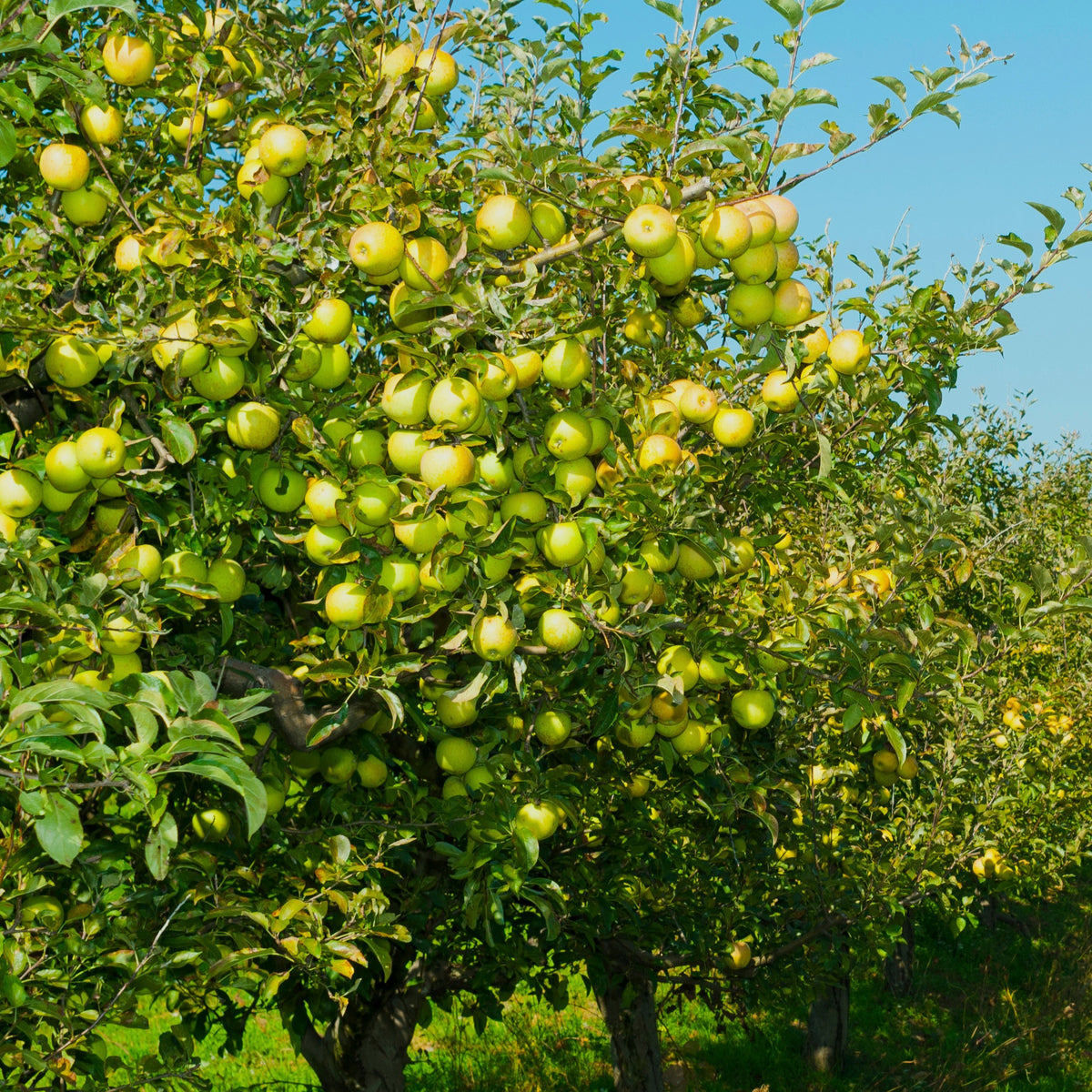 Malus domestica Golden Delicious - Pommier Golden Delicious - Pommiers