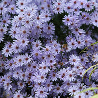 Bakker - 3 Asters Wood's light blue - Aster wood's light blue - Plantes d'extérieur