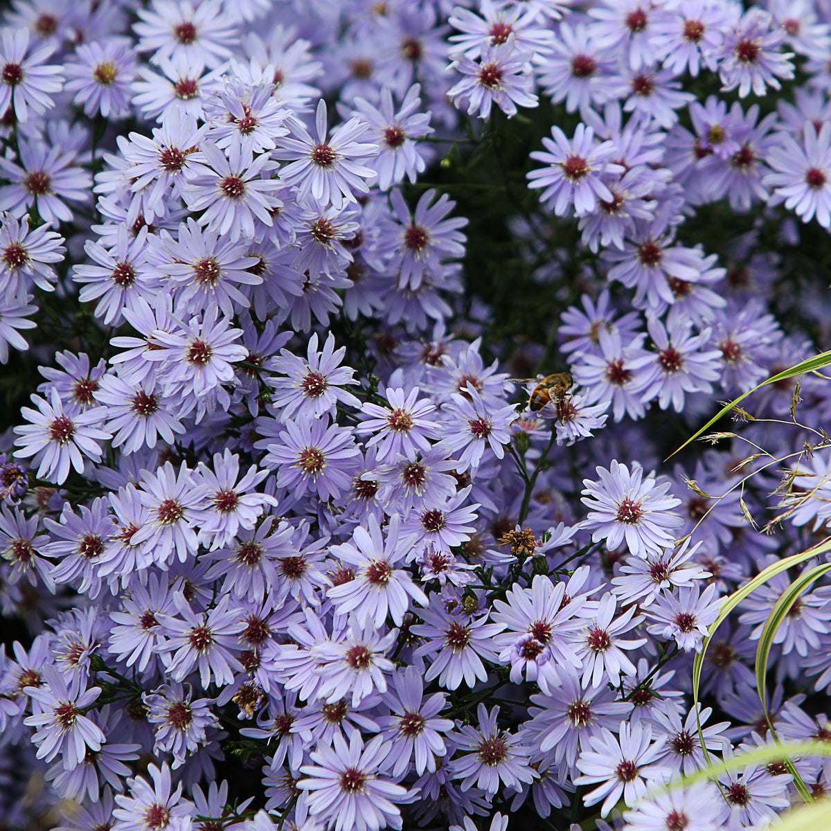 Aster wood's light blue - 3 Asters Wood's light blue - Aster