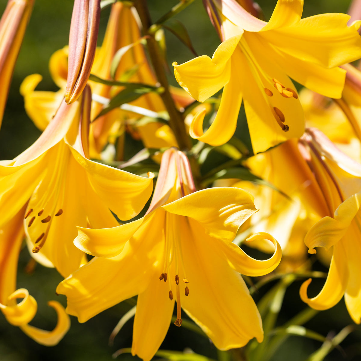 3 Lis Trompette Splendeur dorée - Lilium golden splendour - Bakker
