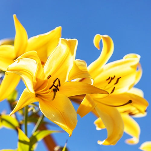 Bakker - 3 Lis Trompette Splendeur dorée - Lilium golden splendour - Bulbes d'été