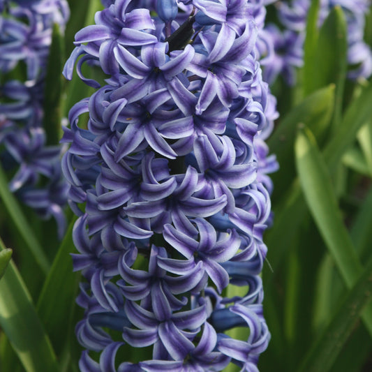 5 Jacinthes Rembrandt ® - Bakker
