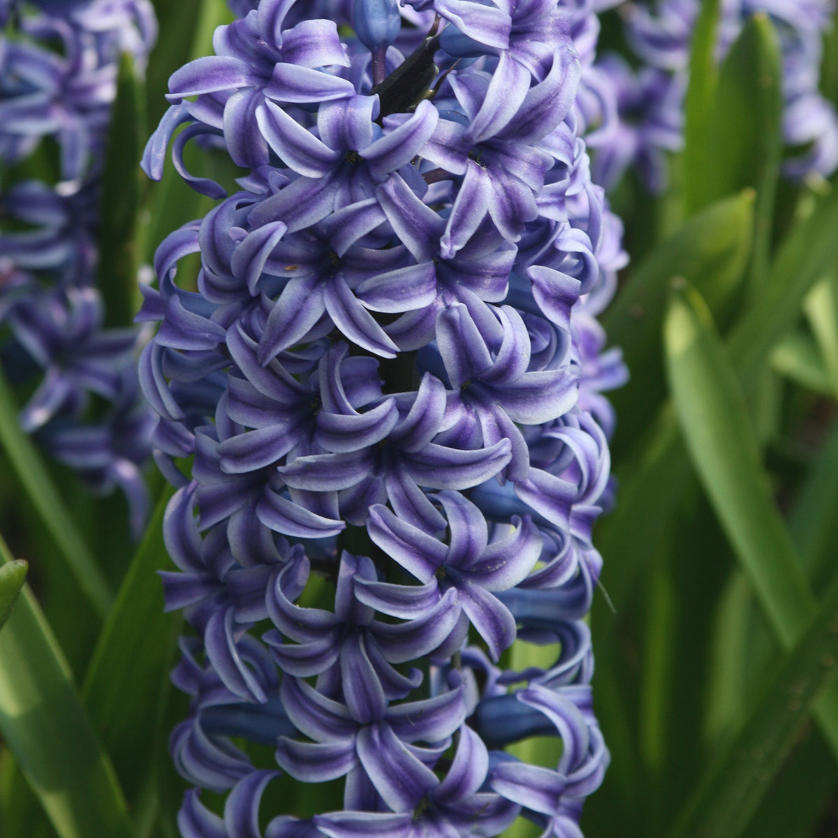 5 Jacinthes Rembrandt ® - Hyacinthus orientalis Rembrandt ® - Bakker