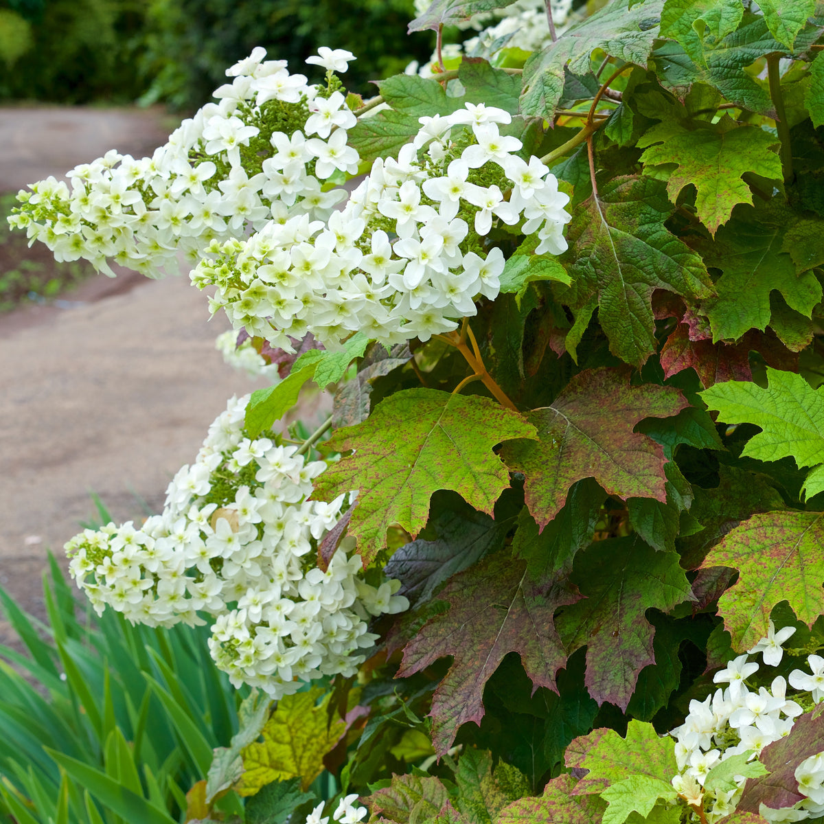 Hortensia à feuilles de chêne - Bakker