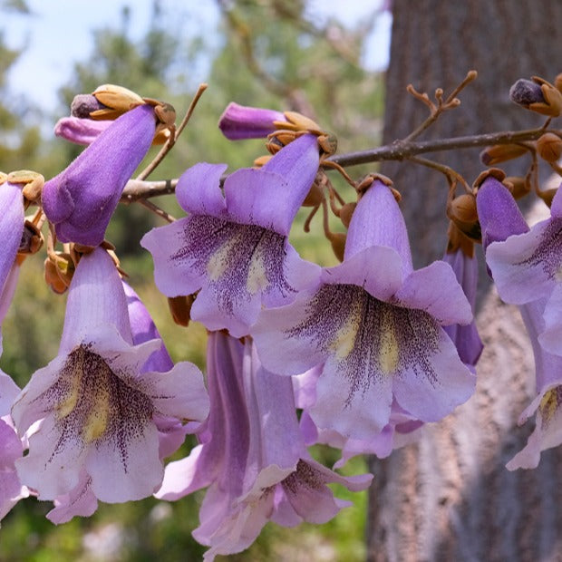 Bakker - L'Arbre impérial - Paulownia tomentosa - Arbustes et vivaces