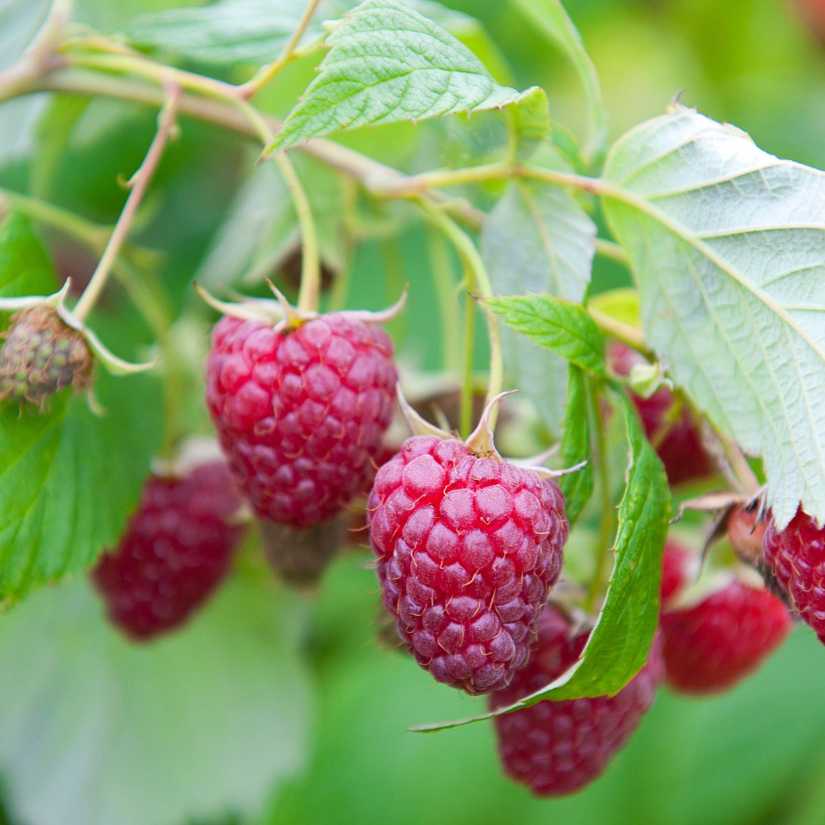 Rubus idaeus Sumo 2 - 2 Framboisiers remontant Sumo 2 - Framboisiers