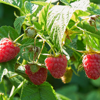 Bakker - 2 Framboisiers remontants Marastar ® cov MA29-20 - Rubus idaeus marastar ® cov ma29-20 - Petits fruitiers