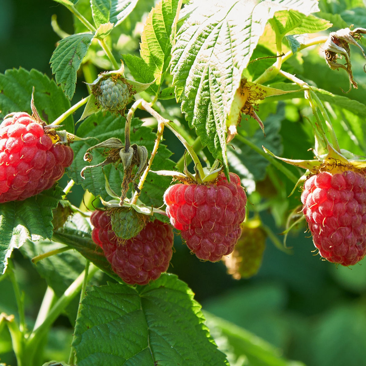 Framboisiers - Collection de  Framboisiers : Marastar,Fallgold, Sumo - Rubus idaeus Marastar ®, Sumo 2, Fallgold