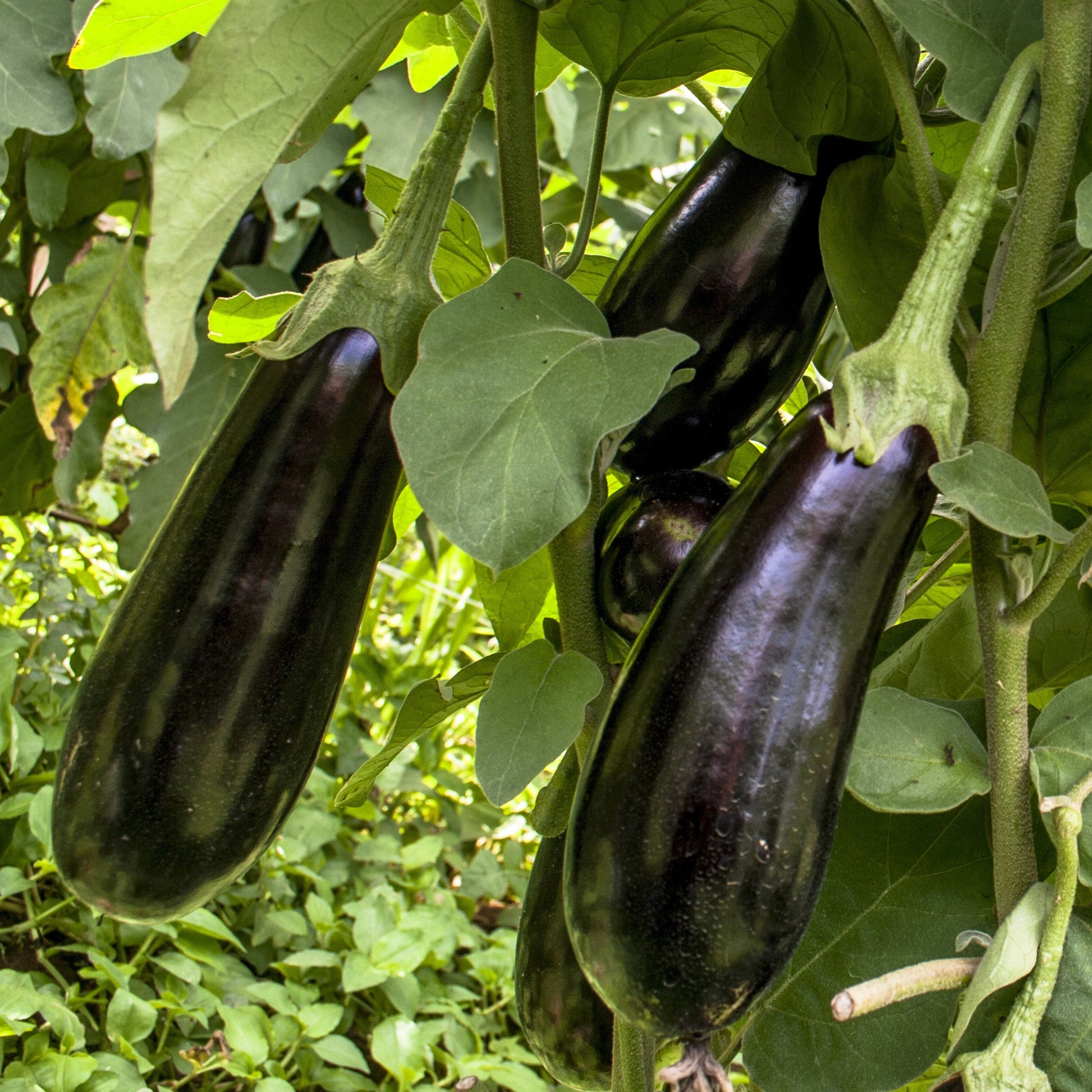 Plant Aubergine Baluroi F1 - Bakker.com | France