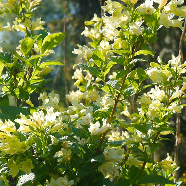 Weigelia jaune - Bakker