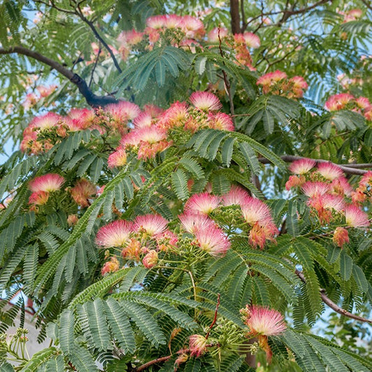 Arbre à soie rose - Bakker