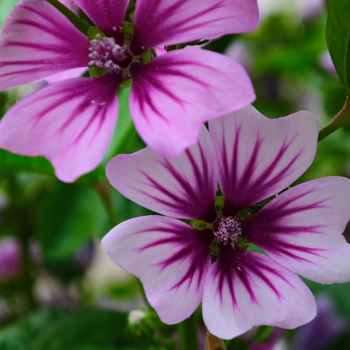 2 Mauves zébrées - Malva sylvestris Zebrina - Bakker