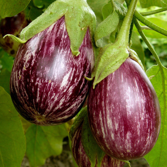 Plant Aubergine zébrée violette Rania - Bakker
