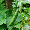 Plant Concombre Raider F1 - Bakker