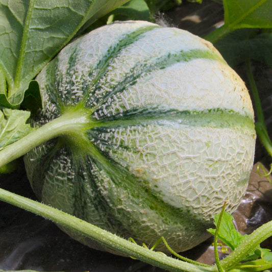 Plant Melon Cezanne F1 - Bakker
