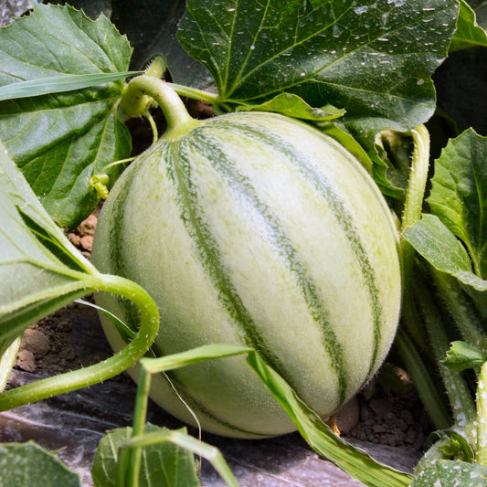 Plant Melon Edgar F1 - Bakker.com | France