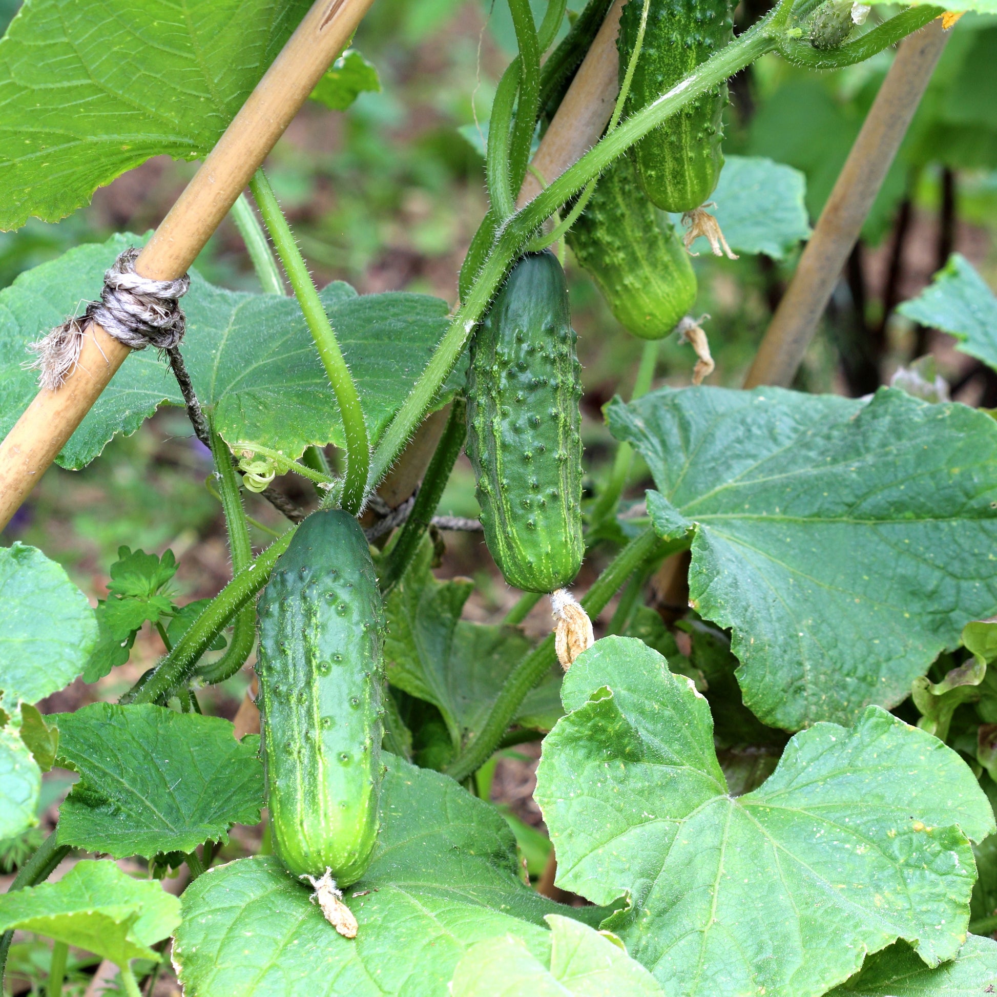 Plant Cornichon Regal F1 - Bakker.com | France