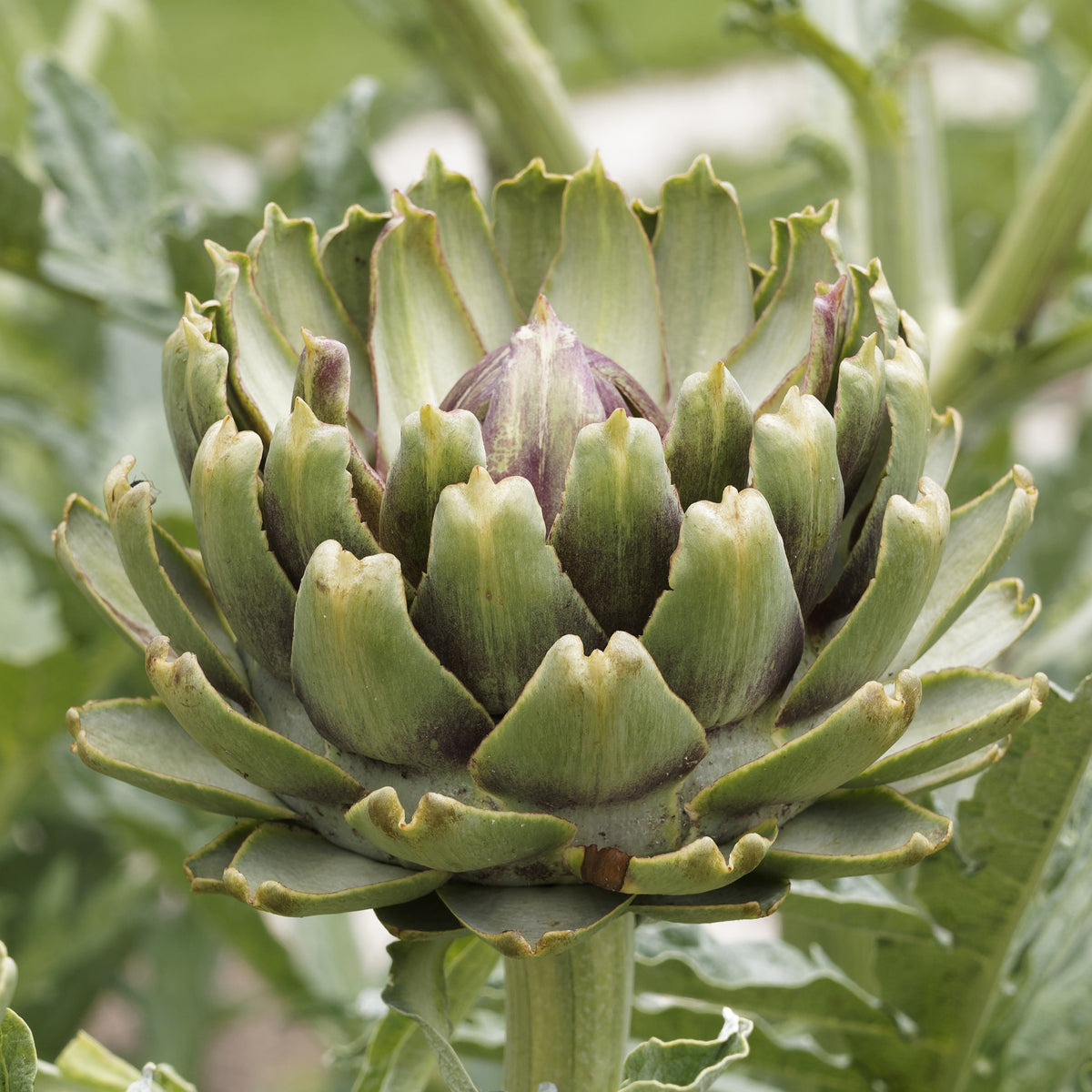 Plant Artichaut Vert de Laon - Bakker