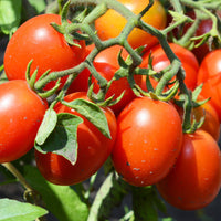 Plant Tomate Olivette Roma - Bakker.com | France