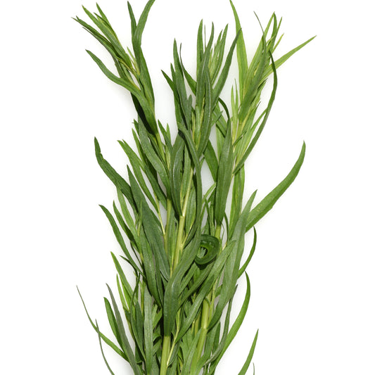 Plant Estragon - Bakker