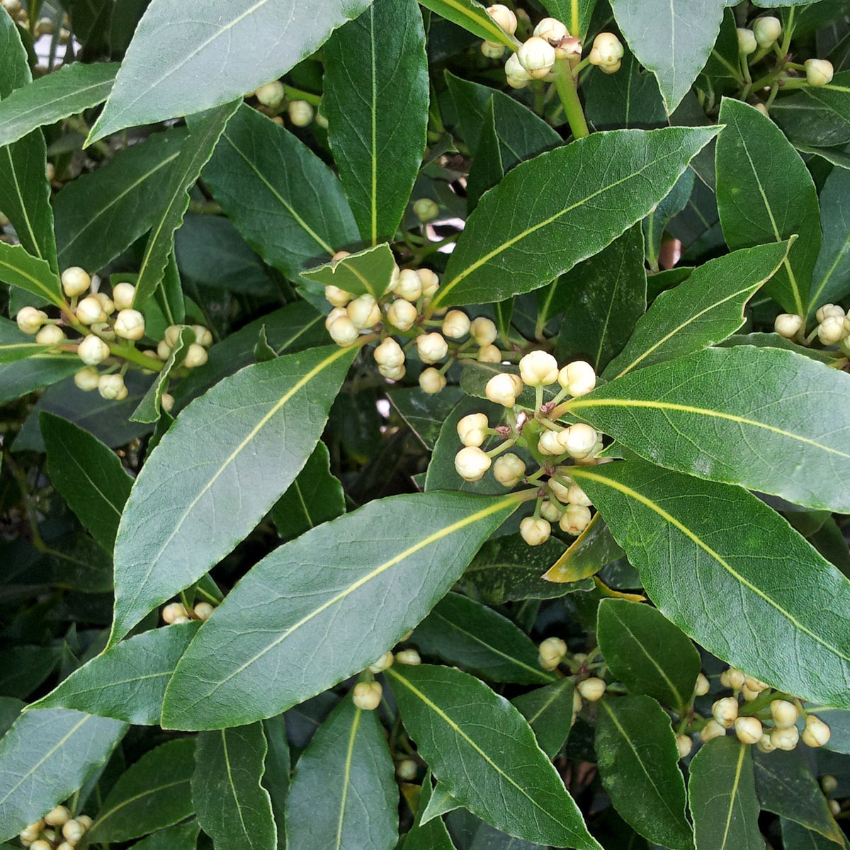 Plant Laurier sauce - Laurus nobilis - Bakker