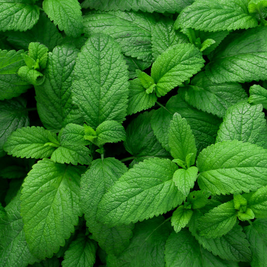 Plant Menthe verte - Bakker