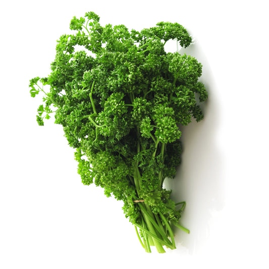 Plant Persil frisé - Bakker