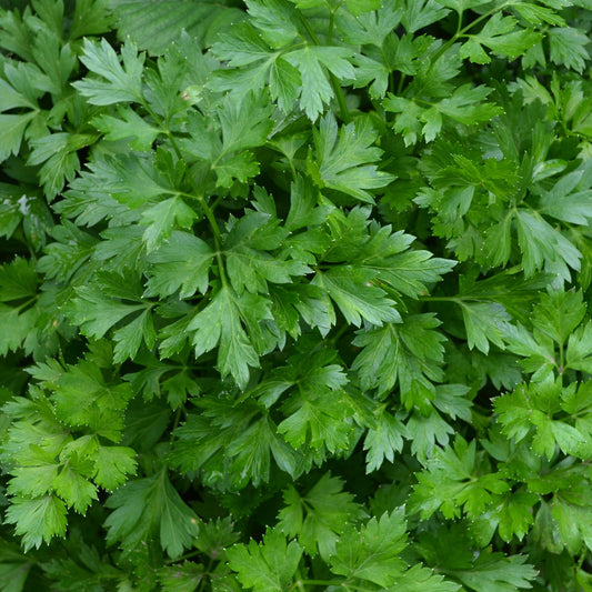 Plant Persil commun - Bakker