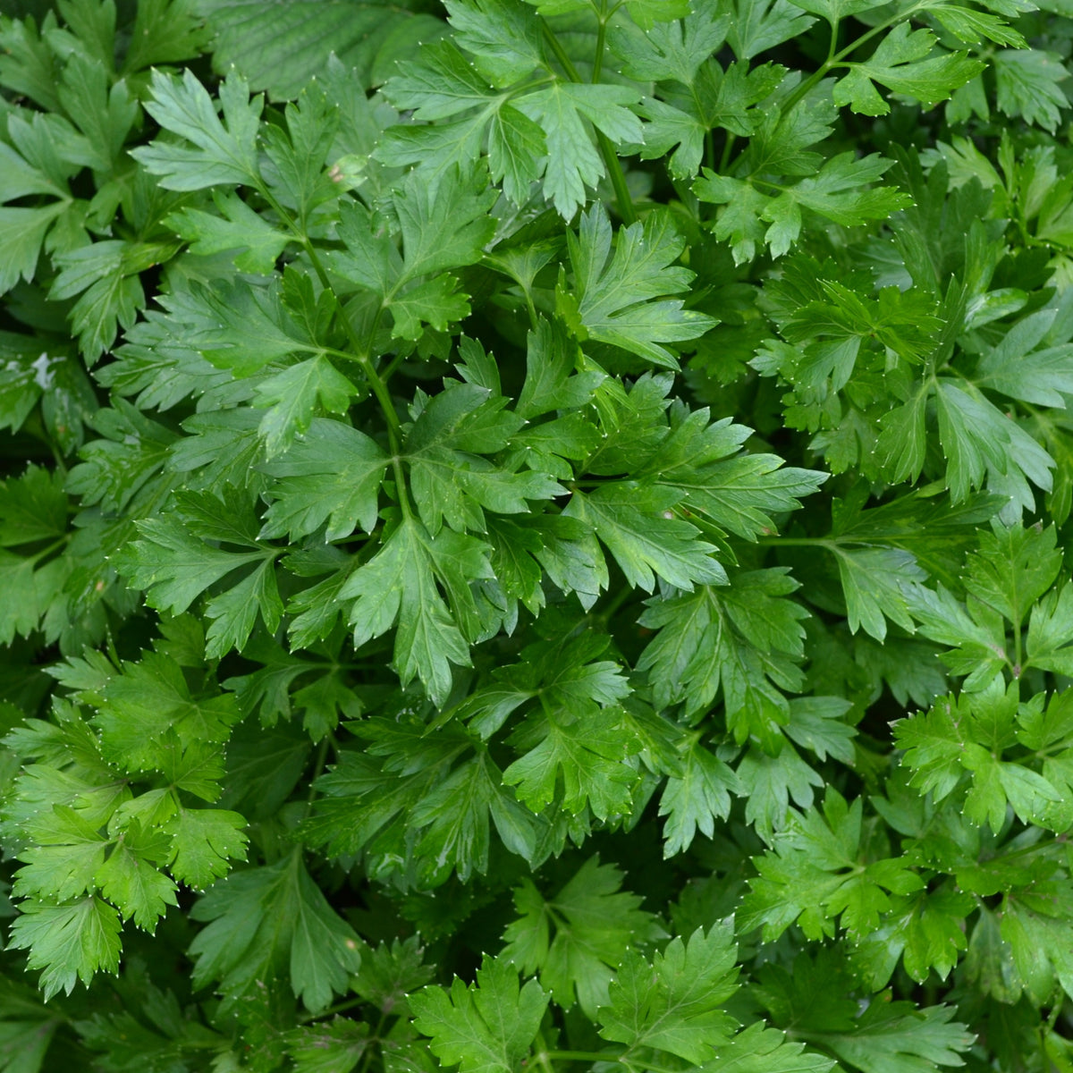 Plant Persil commun - Petroselinum crispum - Bakker