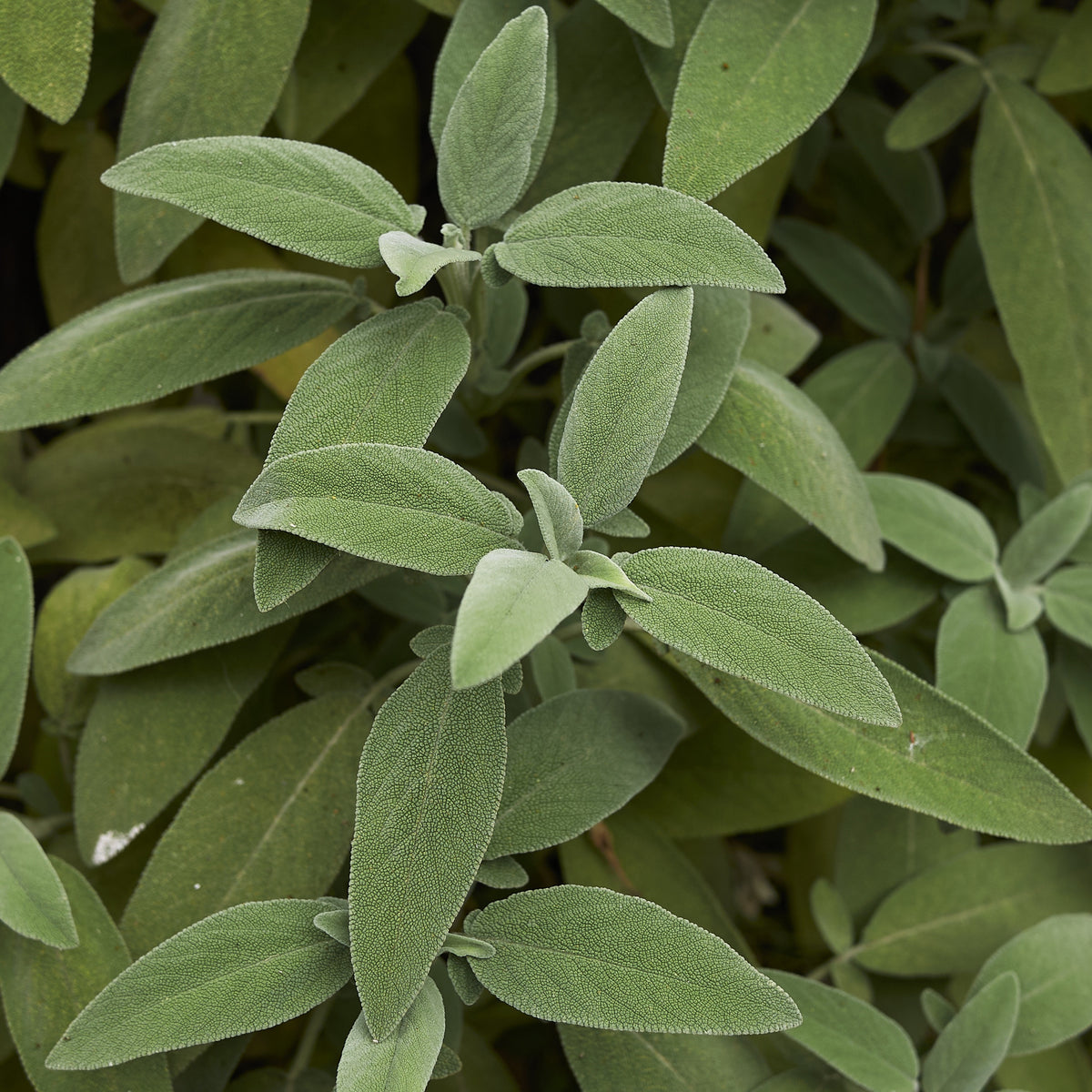 Plant Sauge officinale - Salvia officinalis - Bakker
