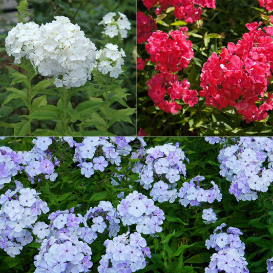 3 Phlox rouge, bleu, blanc en mélange - Bakker