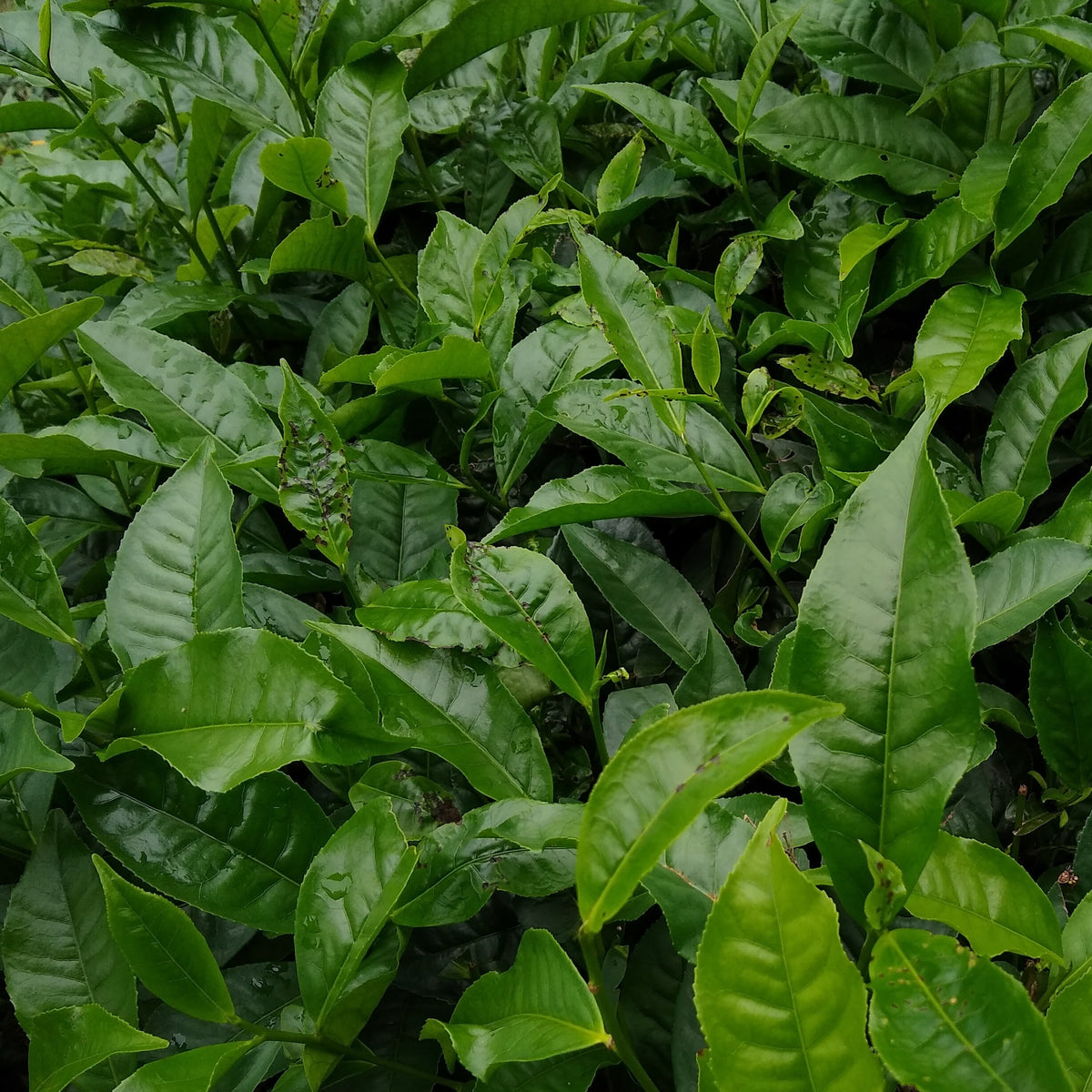 Théier - Camellia sinensis - Bakker