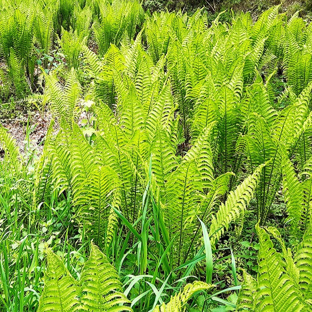 Plantes vivaces - 2 Fougères Plume d'autruche - Matteuccia struthiopteris