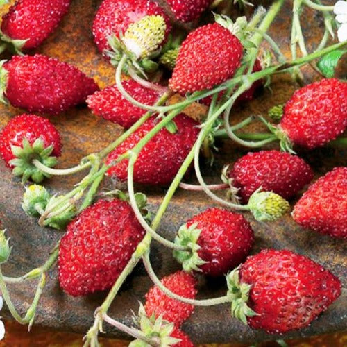 Fraisier des bois Baron Solemacher - Fragaria vesca ruegen - Bakker