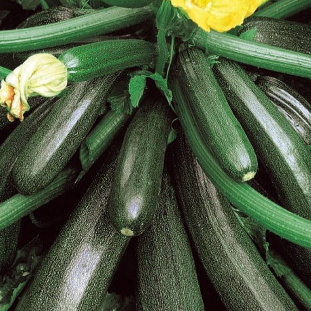 Bakker - Courgette Ambassador F1 - Cucurbita pepo ambassador f1 - Potager